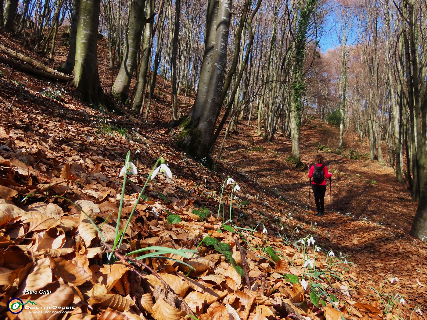 41 Galanthus nivalis (Bucanevi) nella faggeta.JPG